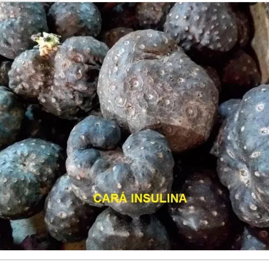 05 Bulbos de CARÁ INSULINA ou Cará Chinês ou Cará cascudo (Diosorea bulbifera)