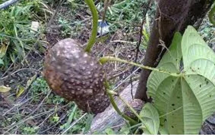 05 Bulbos de CARÁ INSULINA ou Cará Chinês ou Cará cascudo (Diosorea bulbifera) - Image 3
